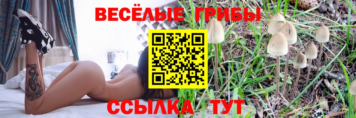 Галлюциногенные грибы GOLDEN TEACHER  Вход с VPN  Будённовск 
